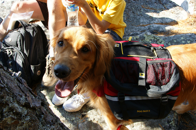 backpacking with dog